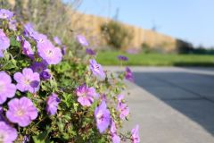 Geranium-close-up-aadd