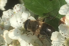 bij-op-bloem-mooi-folder