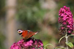 dagpauwoog-op-Buddleja-davidii-aaaa