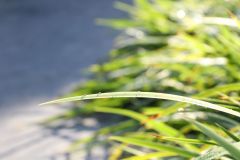 gertbezemerhoveniers.nl-siergras-adghd