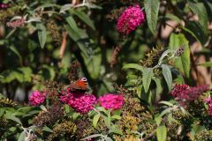 gertbezemerhoveniers.nl-vlinder-op-budldleja-davidii-royal-red-drgg