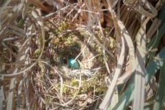nest-gevonden-in-pampas-gras