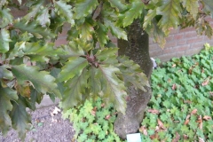 TUINEN VAN APPELTERN 2010