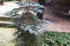 TUINEN VAN APPELTERN 2010