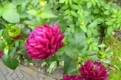 TUINEN VAN APPELTERN 2010