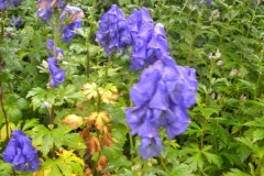 TUINEN VAN APPELTERN 2010