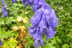 TUINEN VAN APPELTERN 2010